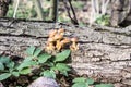 A family of honey agaric Kuehneromyces mutabilis grows on a fallen tree. Royalty Free Stock Photo