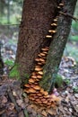 A family of honey agarics growing on a tree trunk forest photography. Royalty Free Stock Photo