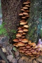 A family of honey agarics growing on a tree trunk forest photography. Royalty Free Stock Photo