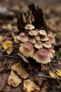 A family of honey agarics growing on a tree trunk forest photography. Royalty Free Stock Photo