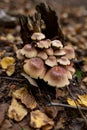 A family of honey agarics growing on a tree trunk forest photography. Royalty Free Stock Photo