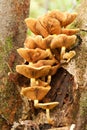 Family of honey fungus Royalty Free Stock Photo