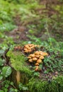 Family Honey fungus Royalty Free Stock Photo