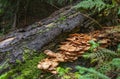 Family Honey fungus Royalty Free Stock Photo