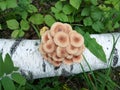 Family of honey mushrooms on a birch