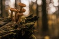 Family of honey mushrooms growing on large rotten stump in autumn forest in moss near trees. Nature, picking mushrooms Royalty Free Stock Photo