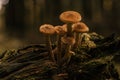 Family of honey mushrooms growing on large rotten stump in autumn forest in moss near trees. Nature, picking mushrooms Royalty Free Stock Photo