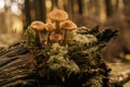 Family of honey mushrooms growing on large rotten stump in autumn forest in moss near trees. Nature, picking mushrooms Royalty Free Stock Photo