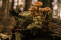 Family of honey mushrooms growing on large rotten stump in autumn forest in moss near trees. Nature, picking mushrooms Royalty Free Stock Photo