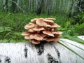 Family of honey mushrooms on a tree