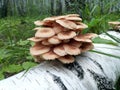 Family of honey mushrooms on a tree