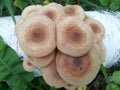 Family of honey mushrooms on a tree