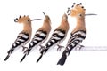 Family of hoopoe sits on a birch tree isolated on a white