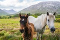 Family of horses on the foreground for a great landscape Royalty Free Stock Photo