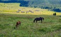 horses grazing on a green meadow Royalty Free Stock Photo