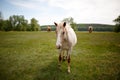 Family horses on a green meadow Royalty Free Stock Photo