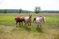 Family horses on a green meadow Royalty Free Stock Photo