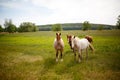 Family horses on a green meadow Royalty Free Stock Photo