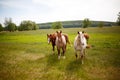 Family horses on a green meadow Royalty Free Stock Photo