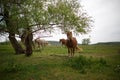 Family horses on a green meadow Royalty Free Stock Photo