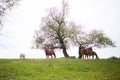 Family horses on a green meadow Royalty Free Stock Photo