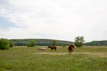 Family horses on a green meadow Royalty Free Stock Photo