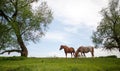 Family horses on a green meadow Royalty Free Stock Photo