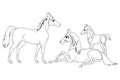 A family of a horses and little foal, black and white vector illustrations cartoon style for a coloring book