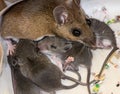 A family of house mice.