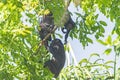 A Family of Howler Monkeys in the Rainforest Trees