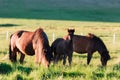 Family of icelandic horses Royalty Free Stock Photo