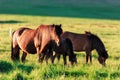 Family of icelandic horses Royalty Free Stock Photo