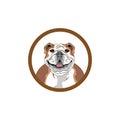 Dog pitbull logo icon avatar logo vector