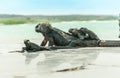 Family of iguanas resting by the turquoise sea on Santa Cruz Island in Galapagos Royalty Free Stock Photo