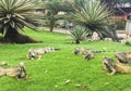 Several Iguanas at Seminario Park, Guayaquil Ecuador Royalty Free Stock Photo