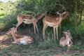 Family of impalas Royalty Free Stock Photo