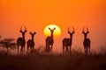 Family of impalas in the savana at sunset. Amazing African wildlife