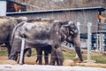 Family Of Indian Elephants At The Prague Zoo. Elephant and baby elephant are walking on the grass. Prague Zoo. Indian elephant in Royalty Free Stock Photo