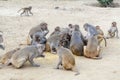 Family of Indian funny monkeys in Govardhana Royalty Free Stock Photo