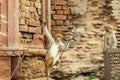 Family of Indian funny monkeys in Govardhana Royalty Free Stock Photo