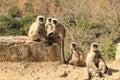 Family of Indian Monkeys in jungle Royalty Free Stock Photo