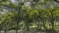 A family of Indian Sambar deer Rusa unicolor is resting on the grass