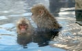 Family of Japanese macaques cleans wool each other in the water of natural hot springs. Grooming of Snow Monkeys.The Japanese Royalty Free Stock Photo