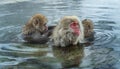 Family of Japanese macaques cleans wool each other in the water of natural hot springs. Grooming of Snow Monkeys.The Japanese Royalty Free Stock Photo