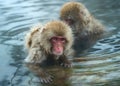 Family of Japanese macaques cleans wool each other in the water of natural hot springs. Grooming of Snow Monkeys.The Japanese Royalty Free Stock Photo