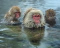 Family of Japanese macaques cleans wool each other in the water of natural hot springs. Grooming of Snow Monkeys.The Japanese Royalty Free Stock Photo