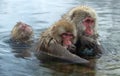 Family of Japanese macaques cleans wool each other in the water of natural hot springs. Grooming of Snow Monkeys.The Japanese Royalty Free Stock Photo