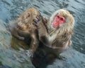 Family of Japanese macaques cleans wool each other in the water of natural hot springs. Grooming of Snow Monkeys.The Japanese Royalty Free Stock Photo