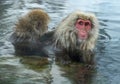 Family of Japanese macaques cleans wool each other in the water of natural hot springs. Grooming of Snow Monkeys.The Japanese Royalty Free Stock Photo