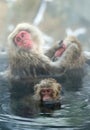 Family of Japanese macaques cleans wool each other in the water of natural hot springs. Grooming of Snow Monkeys.The Japanese Royalty Free Stock Photo